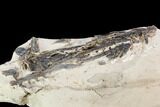 11.2" Fossil Enchodus (Fanged Fish) Jaws - Morocco - #107651-4